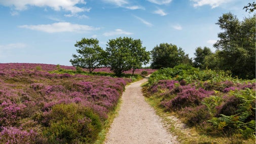 Heather at Dunwich Heath and Beach, Suffolk